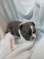 Drk grey, a male Boston Terrier for sale in Eugene, OR – 1 of 3