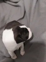 Tilly, a female Boston Terrier for sale in Eugene, OR – 4 of 4