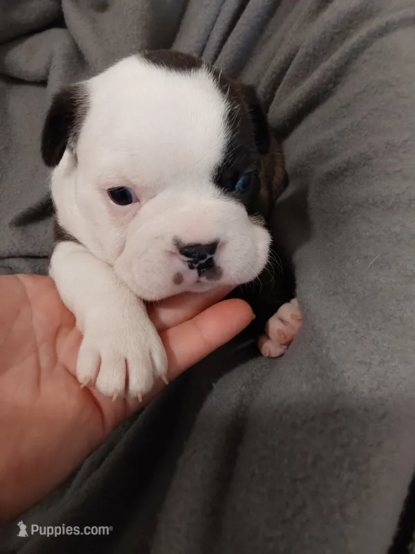 Milly – Boston Terrier puppy for sale in Eugene, OR