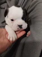 Milly, a female Boston Terrier for sale in Eugene, OR – 1 of 2