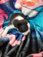 Lilly, a female Boston Terrier for sale in Eugene, OR – 2 of 2