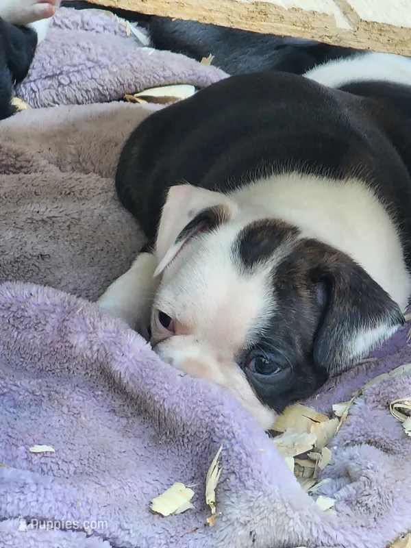 July – Boston Terrier puppy for sale in Eugene, OR