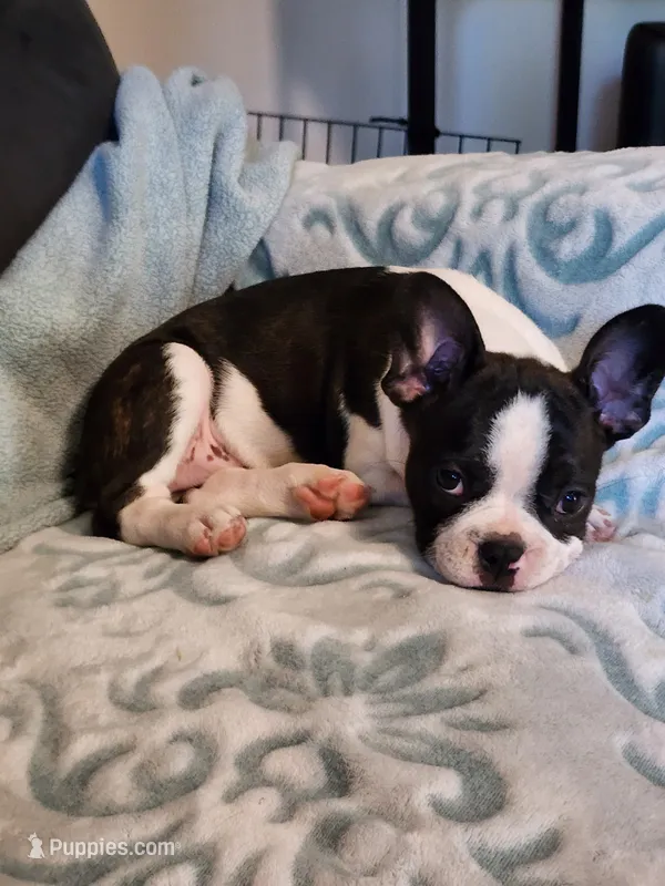 Emma – Boston Terrier puppy for sale in Eugene, OR