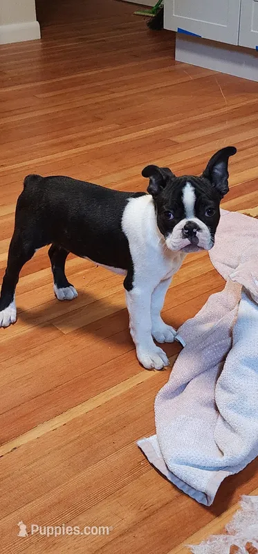 Harley – Boston Terrier puppy for sale in Eugene, OR
