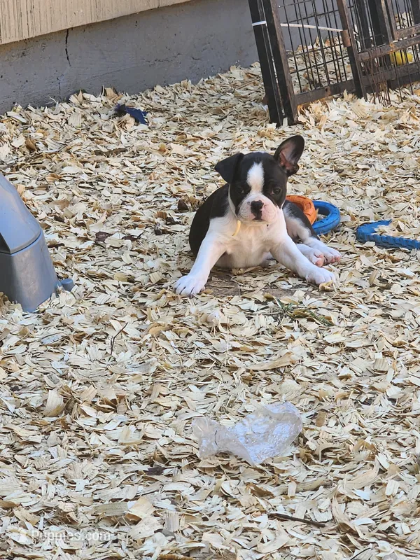 Lilly – Boston Terrier puppy for sale in Eugene, OR