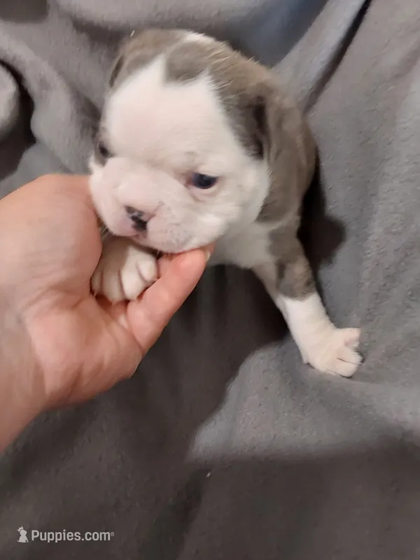 Buba – Boston Terrier puppy for sale in Eugene, OR