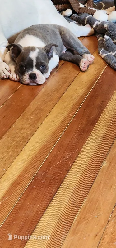 Bruno – Boston Terrier puppy for sale in Eugene, OR