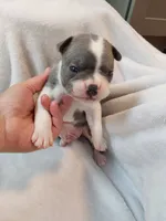 Bruno, a male Boston Terrier for sale in Eugene, OR – 2 of 4