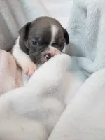 Drk grey, a male Boston Terrier for sale in Eugene, OR – 3 of 3