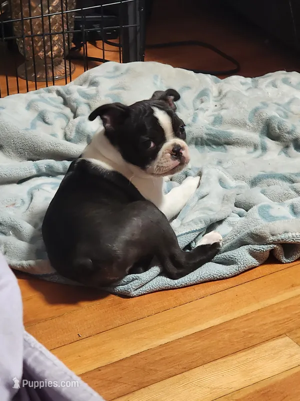 Harley – Boston Terrier puppy for sale in Eugene, OR