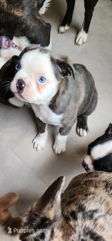 Tank – Boston Terrier puppy for sale in Eugene, OR