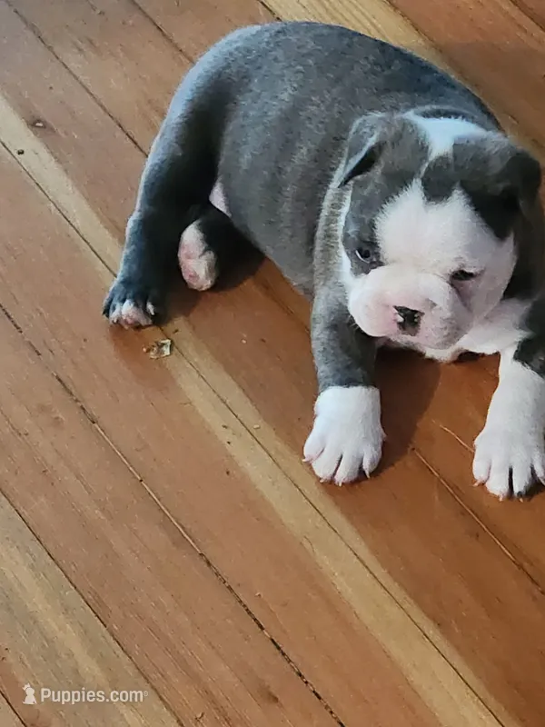 Buba – Boston Terrier puppy for sale in Eugene, OR