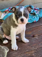 Ocean, a male Boston Terrier for sale in Eugene, OR – 1 of 1
