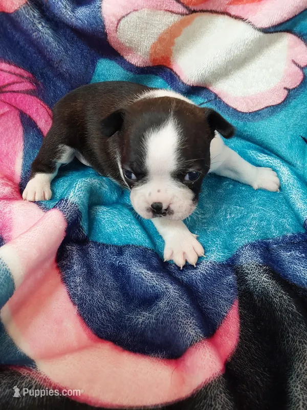 Lilly – Boston Terrier puppy for sale in Eugene, OR
