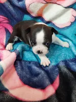 Lilly, a female Boston Terrier for sale in Eugene, OR – 1 of 2