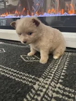 Teddy, a male Chihuahua and Pomeranian for sale in Westminster, CO – 8 of 9