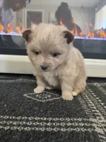 Teddy, a male Chihuahua and Pomeranian for sale in Westminster, CO – 6 of 9