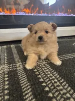 Honey, a female Chihuahua and Pomeranian for sale in Westminster, CO – 2 of 8