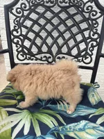 Teddy, a male Chihuahua and Pomeranian for sale in Westminster, CO – 9 of 10