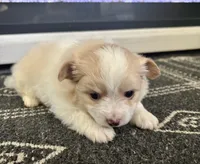 Snoopy, a male Chihuahua and Pomeranian for sale in Westminster, CO – 2 of 10