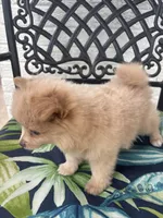 Teddy, a male Chihuahua and Pomeranian for sale in Westminster, CO – 6 of 10