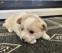 Snoopy, a male Chihuahua and Pomeranian for sale in Westminster, CO – 5 of 10