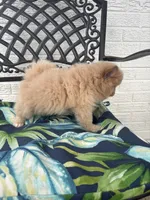 Teddy, a male Chihuahua and Pomeranian for sale in Westminster, CO – 8 of 10