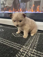 Teddy, a male Chihuahua and Pomeranian for sale in Westminster, CO – 7 of 9