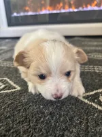 Snoopy, a male Chihuahua and Pomeranian for sale in Westminster, CO – 9 of 10