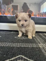 Teddy, a male Chihuahua and Pomeranian for sale in Westminster, CO – 4 of 9