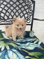 Teddy, a male Chihuahua and Pomeranian for sale in Westminster, CO – 3 of 10