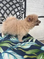 Teddy, a male Chihuahua and Pomeranian for sale in Westminster, CO – 7 of 10