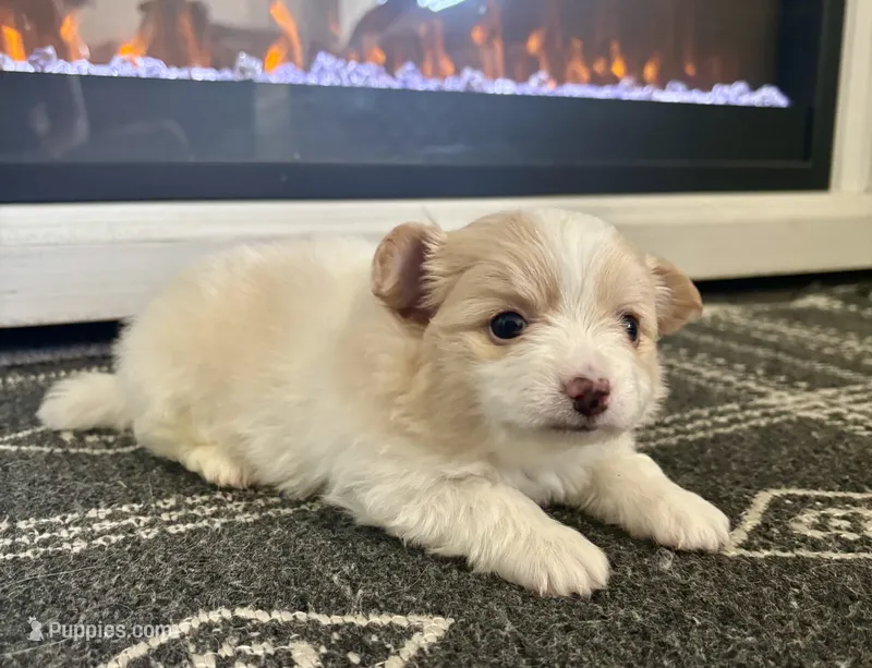 Snoopy – Chihuahua, Pomeranian puppy for sale in Westminster, CO