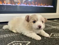 Snoopy, a male Chihuahua and Pomeranian for sale in Westminster, CO – 1 of 10