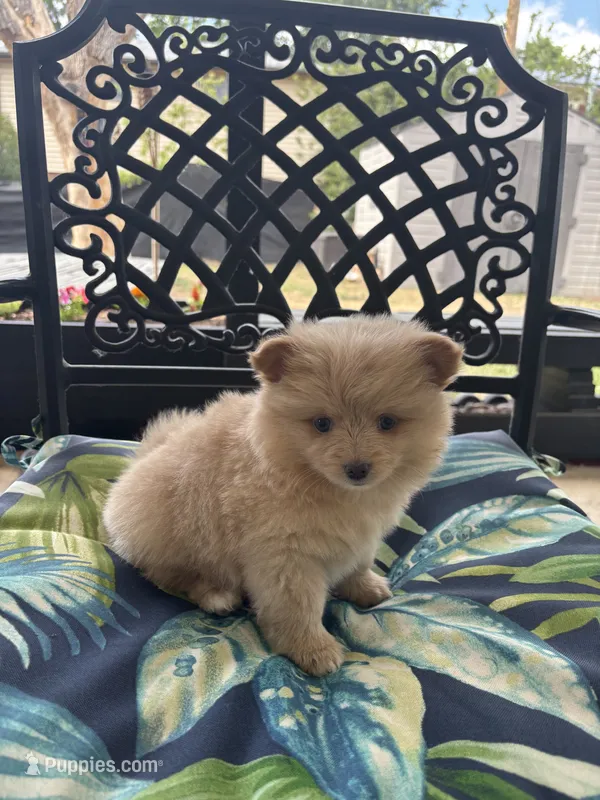Teddy – Chihuahua, Pomeranian puppy for sale in Westminster, CO
