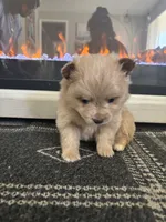 Teddy, a male Chihuahua and Pomeranian for sale in Westminster, CO – 2 of 9