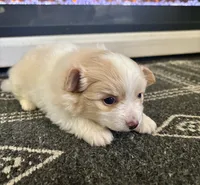 Snoopy, a male Chihuahua and Pomeranian for sale in Westminster, CO – 3 of 10