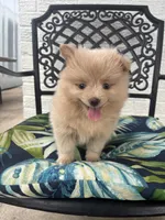 Teddy, a male Chihuahua and Pomeranian for sale in Westminster, CO – 2 of 10