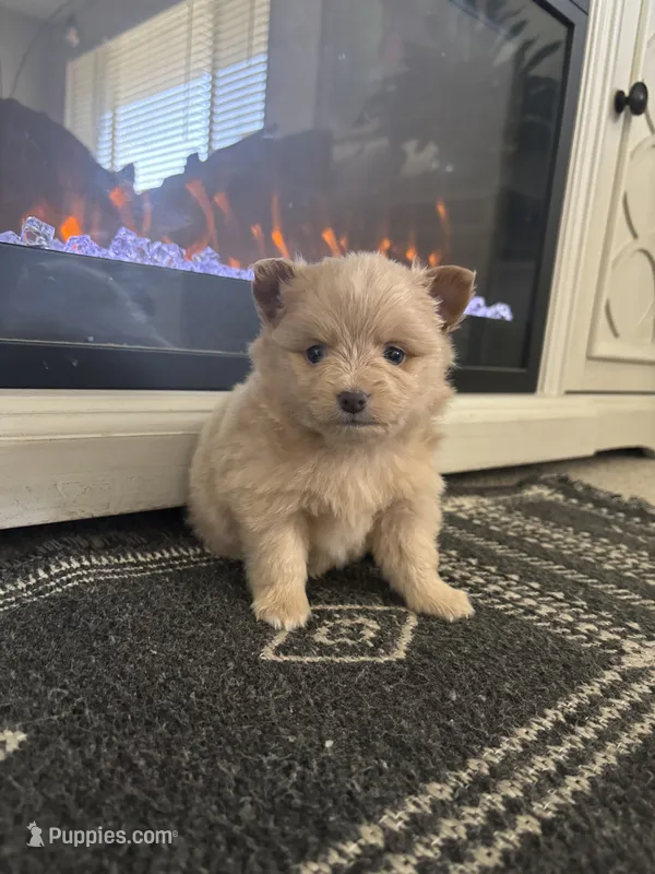 Teddy – Chihuahua, Pomeranian puppy for sale in Westminster, CO
