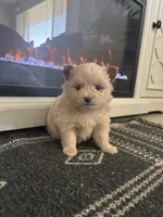 Teddy, a male Chihuahua and Pomeranian for sale in Westminster, CO – 1 of 9