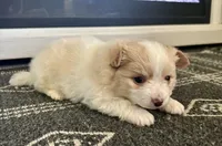Snoopy, a male Chihuahua and Pomeranian for sale in Westminster, CO – 8 of 10