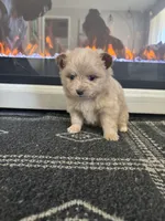 Teddy, a male Chihuahua and Pomeranian for sale in Westminster, CO – 9 of 9