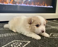 Snoopy, a male Chihuahua and Pomeranian for sale in Westminster, CO – 4 of 10