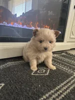 Teddy, a male Chihuahua and Pomeranian for sale in Westminster, CO – 5 of 9
