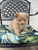 Teddy, a male Chihuahua and Pomeranian for sale in Westminster, CO – 10 of 10