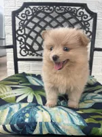 Teddy, a male Chihuahua and Pomeranian for sale in Westminster, CO – 4 of 10