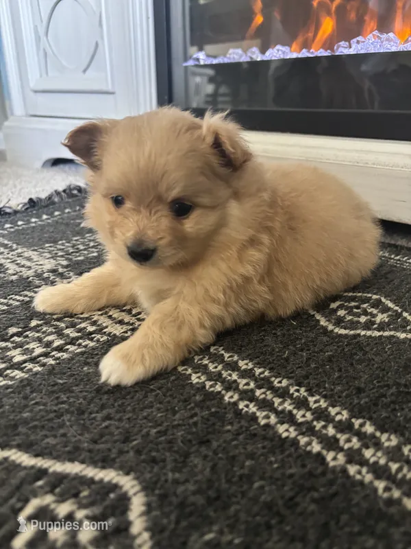 Honey – Chihuahua, Pomeranian puppy on hold in Westminster, CO