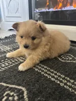 Honey, a female Chihuahua and Pomeranian for sale in Westminster, CO – 5 of 8
