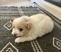 Snoopy, a male Chihuahua and Pomeranian for sale in Westminster, CO – 6 of 10
