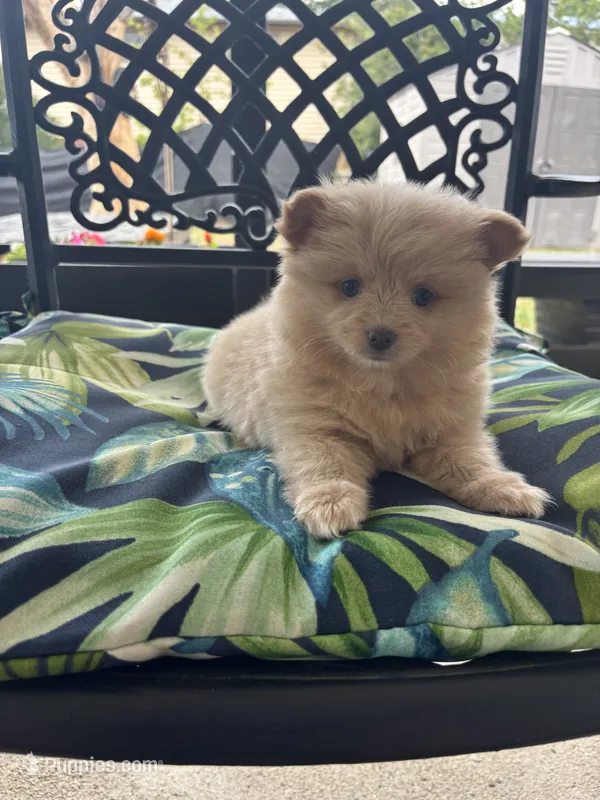 Teddy – Chihuahua, Pomeranian puppy for sale in Westminster, CO